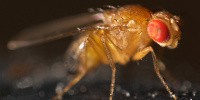 image: Twitching Flies Tell Epilepsy’s Tale