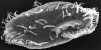 image: Epigenetic Enigmas