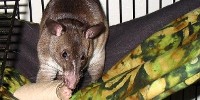 image: Sniffing Out TB