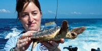 image: Dolled-Up Turtles