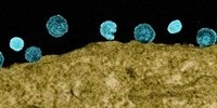 image: HIV Evolves Vulnerability