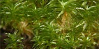 image: Moss Harbors Foreign Genes