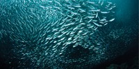 image: Little Fish in a Big Pond