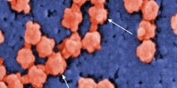 image: Cranking Up Biosecurity