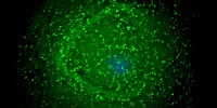 image: Ancient Viruses Wreak New Havoc