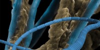 image: Electrical Bacteria