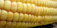 image: Further Dismissal of GM Corn Study