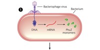 image: Viral Skeleton