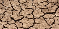 image: Microbial Awakening