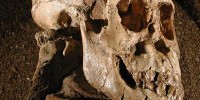 image: Acrobatic Ancestors?