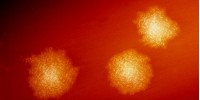 image: Bacterial Cocktail Treats Infection