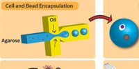 A Better Way to PCR image: A Better Way to PCR