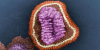 image: Fair Flu Viruses Closely Matched
