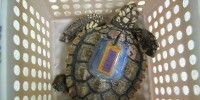 image: Turtles and Fingertips