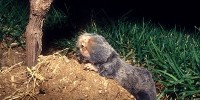 image: How Mole Rats Fight Cancer