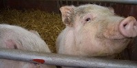 image: Pigs Raise Blood Pressure