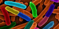 image: Epigenetics Armed German E. coli