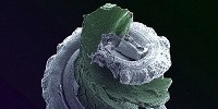 image: Next Generation: Ear-Powered Batteries