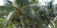 image: Coconut Gene Bank Threatened