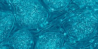 image: BioTime Seeks Geron Stem Cell Assets
