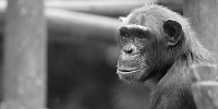 image: Chimp Patents Challenged