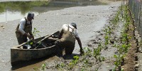 image: Opinion: Rescuing Ecosystems