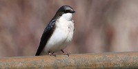 image: Birds Monitor Pollution