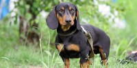 image: Nose Cells Help Paralyzed Dogs
