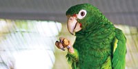 image: Polly Wanna Genome?