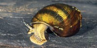 image: Searching for Snails