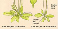 image: How Plants Feel