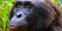 image: Embattled Ape Researcher Reinstated