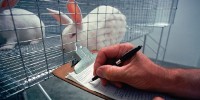 image: More Animal Welfare Problems at UCSF