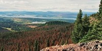 image: Beetles Warm BC Forests