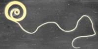 image: Can Worms Alleviate Autism?