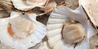 image: Coughing Seashells