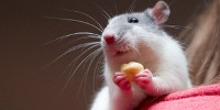 image: Rats Get Placebo Effect