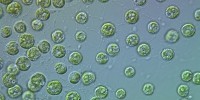 image: Opinion: Learning from Transcriptomes