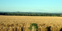 image: Opinion: Evolving CO2-Hungry Crops