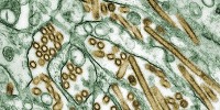 image: Special Review for H5N1 Grants?