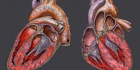 image: MicroRNAs Repair Heart Cells