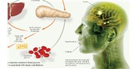 image: Insulin's Role in Body and Brain