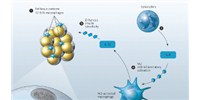 image: Normal Fat Tissue Metabolism