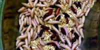 image: Maggot Medicine