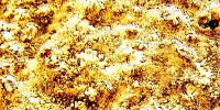 image: Gold Dust Missing from Pfizer Lab