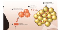 image: Adipose Tissue Metabolism in the Obese