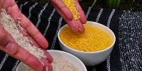 image: GM Rice Researchers Sacked