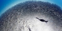 image: 2012 Multimedia Roundup