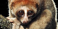 image: 2012’s Noteworthy Species