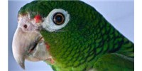 image: Puerto Rico's Native Bird